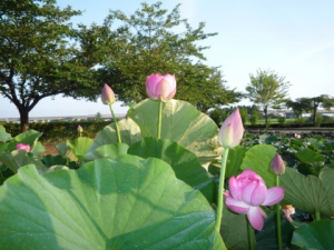 蓮の花